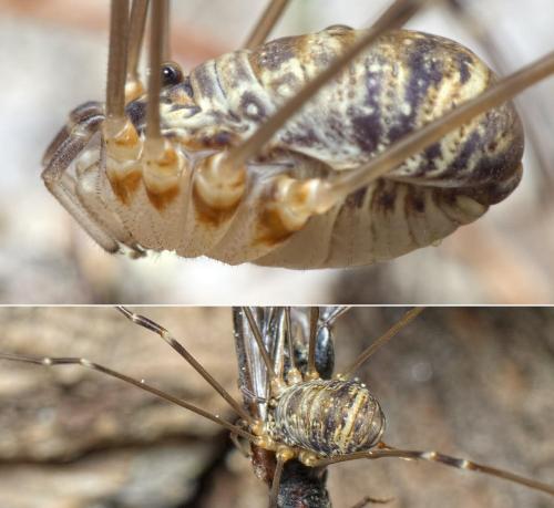Leiobunum apenninicum