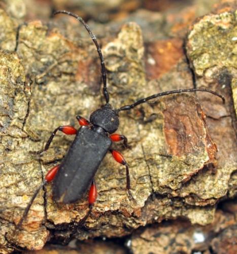 Ropalopus femoratus