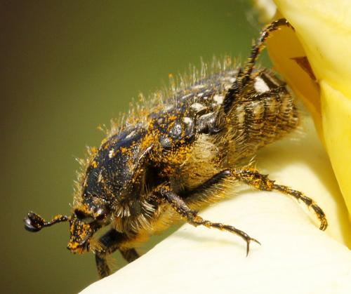 Réf. 257 853 : Oxythyrea funesta
