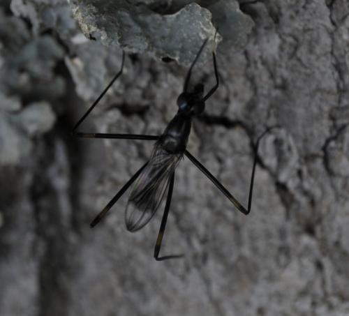 Rainieria calceata