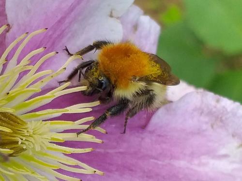 Bombus sp.