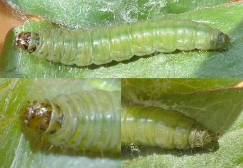 Réf. 257 501 : Cacoecimorpha pronubana