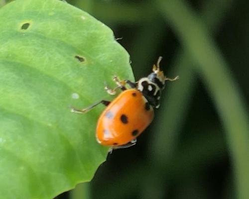 Hippodamia variegata