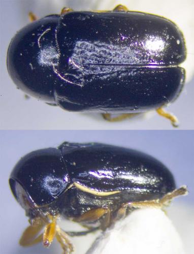Cryptocephalus sp.
