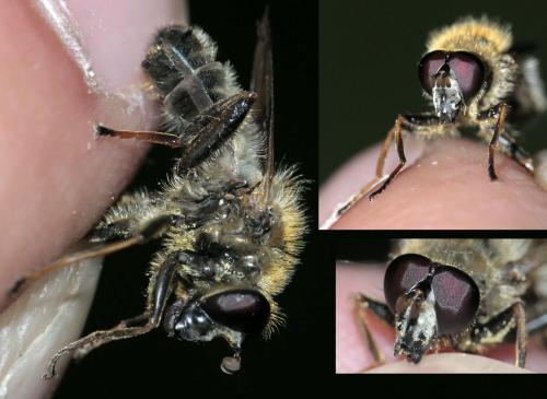 Réf. 257 781 : Criorhina asilica