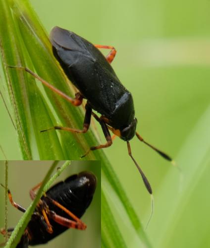 Réf. 257 746 : Capsus ater