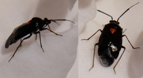 Réf. 257 748 : Deraeocoris ribauti