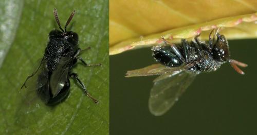 Perilampus sp.
