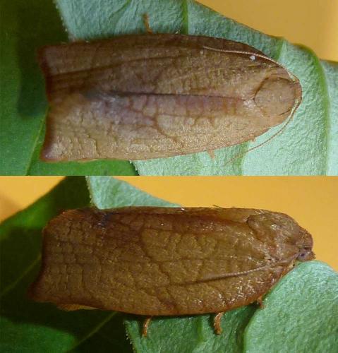 Réf. 257 508 : Cacoecimorpha pronubana