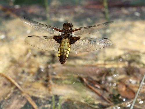 Réf. 257 515 : Libellula depressa