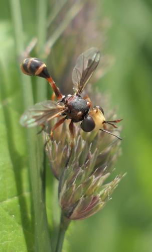 Réf. 257 148 : Physocephala vittata