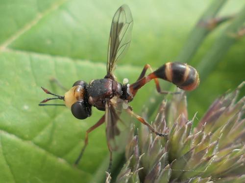 Réf. 257 191 : Physocephala vittata