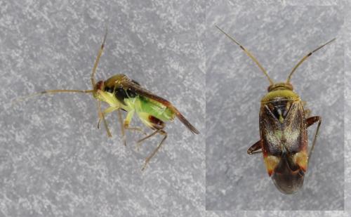 Réf. 257 485 : Pinalitus viscicola