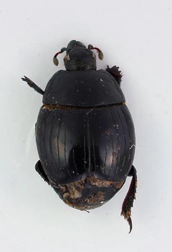 Réf. 257 275 : Margarinotus sp.