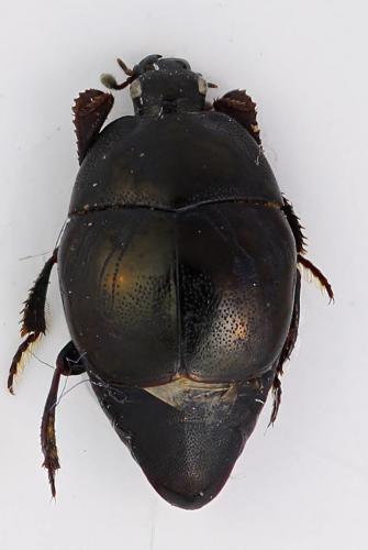 Réf. 257 276 : Saprinus semistriatus