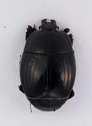 Hister bissexstriatus