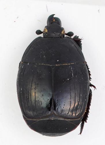 Margarinotus brunneus
