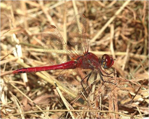 Réf. 257 469 : Sympetrum fonscolombii