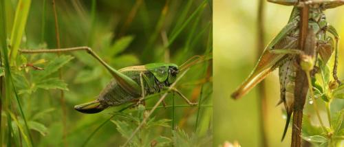 Metrioptera buyssoni