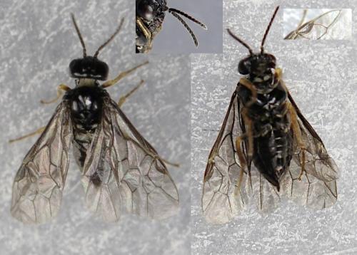 Hoplocampa minuta