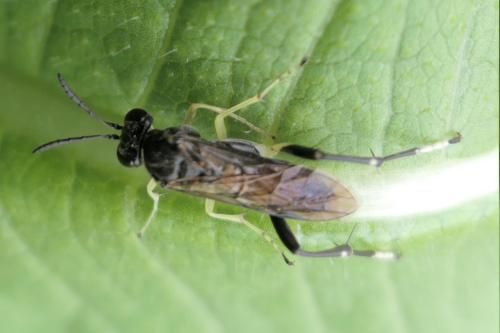 Macrophya montana