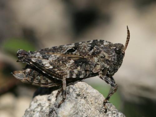 Réf. 257 656 : Tetrix bipunctata
