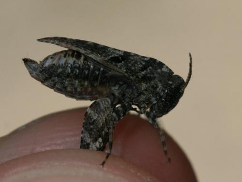 Réf. 257 657 : Tetrix bipunctata