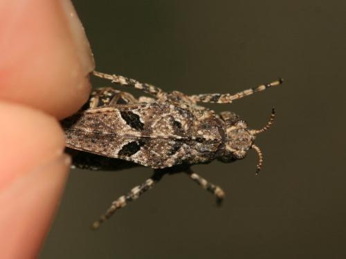 Réf. 257 658 : Tetrix bipunctata