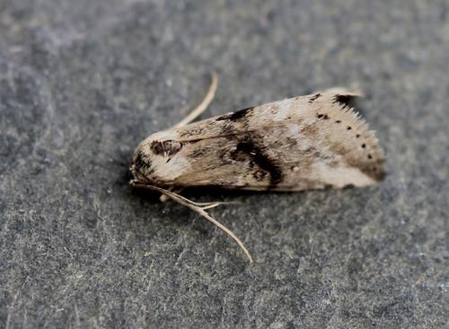 Réf. 257 487 : Zebeeba falsalis