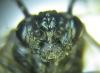 257835 – Photo : Alexander Boldyrev – Russie
