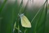 257937 – Photo : Grégory Deleage – France (42)