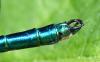 Calopteryx virgo