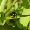 257020 – Photo : Mathieu T'Flachebba – France (60)