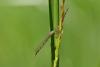 257922 – Photo : Guillaume Bigayon – France (51)