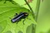257547 – Photo : Maatah – France (59)