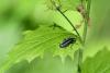 257546 – Photo : Maatah – France (59)