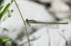 257113 – Photo : Christine JULIAND – France (07)