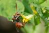 257351 – Photo : Bernard Nogues – France (83)
