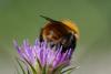 257313 – Photo : Bernard Nogues – France (83)