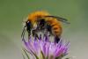 257311 – Photo : Bernard Nogues – France (83)