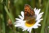 257585 – Photo : Bertrand Piney – France (44)