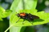 257440 – Photo : Michel Ehrhardt – France (68)