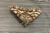 257220 – Photo : Gould24 – France (24)