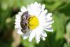 257593 – Photo : Olivier Pouvreau – France (86)