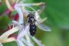 257689 – Photo : Olivier Pouvreau – France (86)