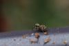 257848 – Photo : Yvan Brugerolles – France (35)