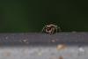 257847 – Photo : Yvan Brugerolles – France (35)