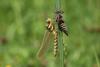 257034 – Photo : morikan – France (37)