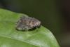 257280 – Photo : Olivier Gaubert – Guyane française
