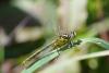 257477 – Photo : Olivier Pouvreau – France (86)
